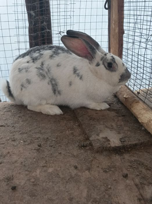 Bog'oz velikan quyon