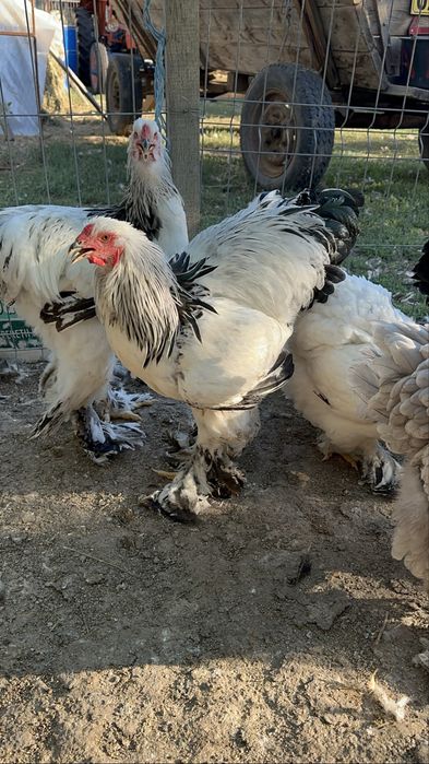 Cocosi brahma herminat deschis