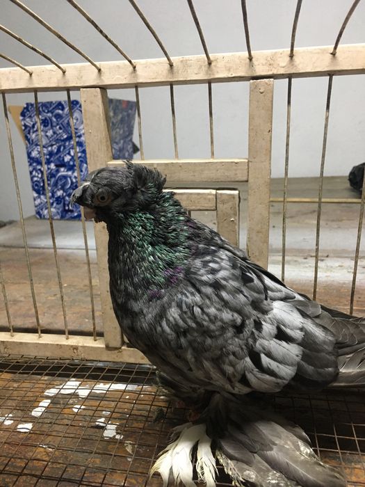 Продам челкарь самец молодой