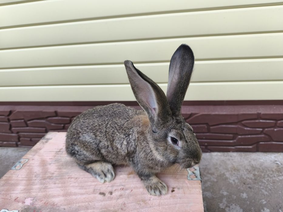 Продам кроликов Фландер