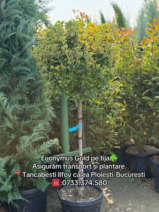 Vând plante ornamentale