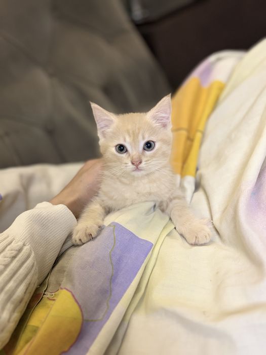 Отдам котят в добрые руки
