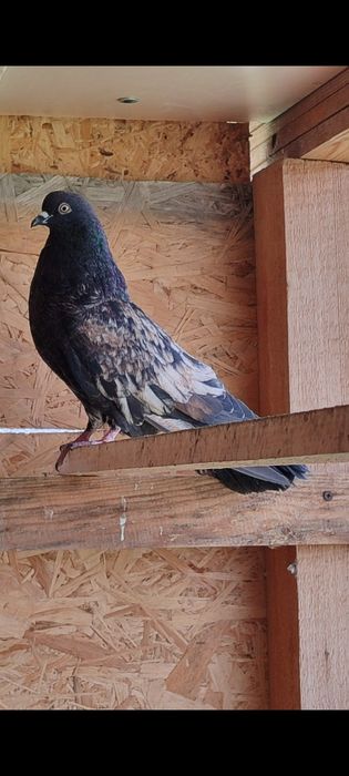 Кировоградская бабочка самец