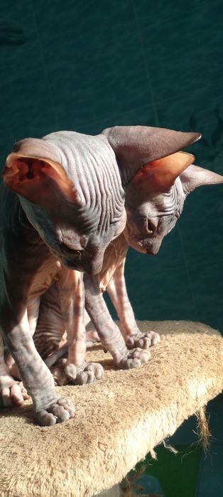 Котята пароды донской сфинкс