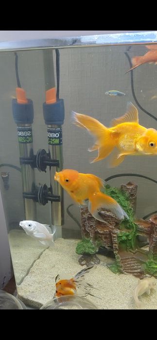 Аквариум комплект сотилади балиглари билан  ##Ташкент