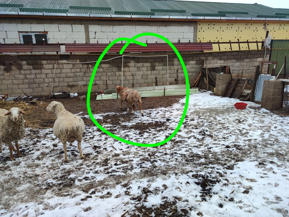 Кой сатам жагдаиы жаксы