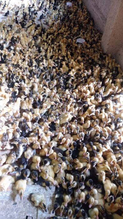 pekinskiy ordak jojalar neshta kerak bolsa bor