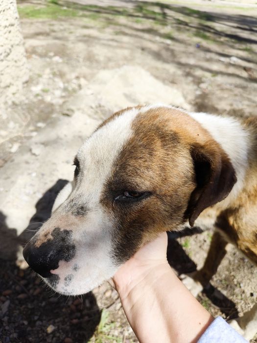 Собака, кобель, крупный