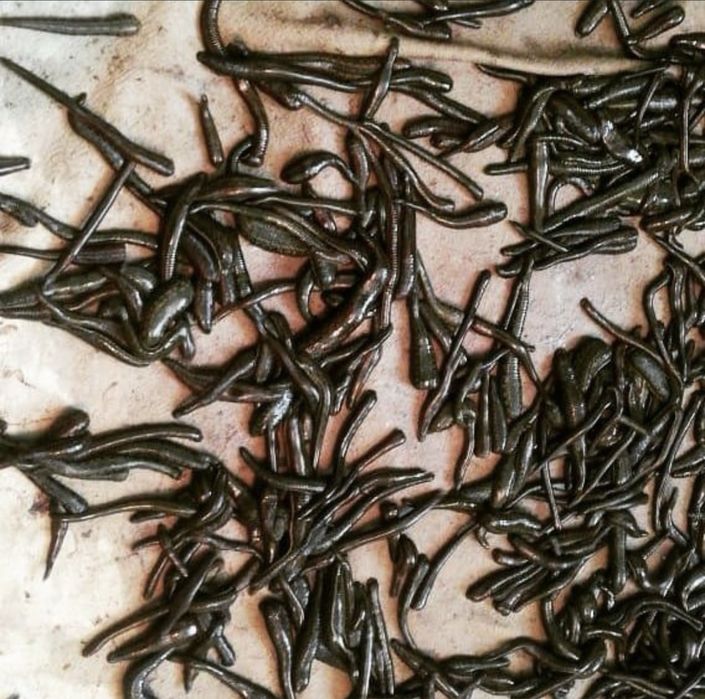 Пиявки оптом аптечные и васточные