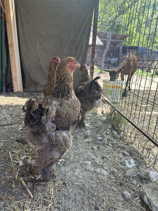 Disponibile gaini brahma potarnichiu