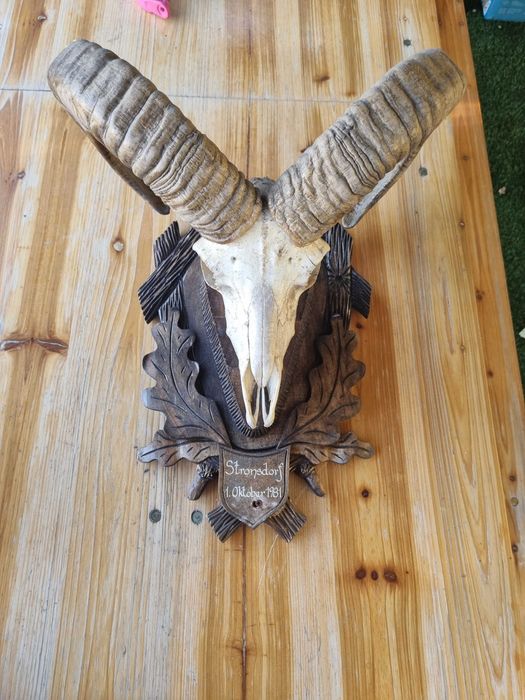 Trofeu cap si coarne de tap