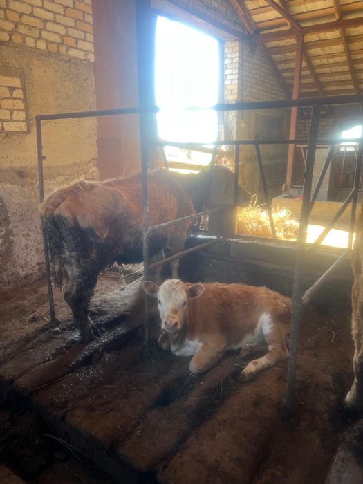 Тайынша телки жемде турган оптом