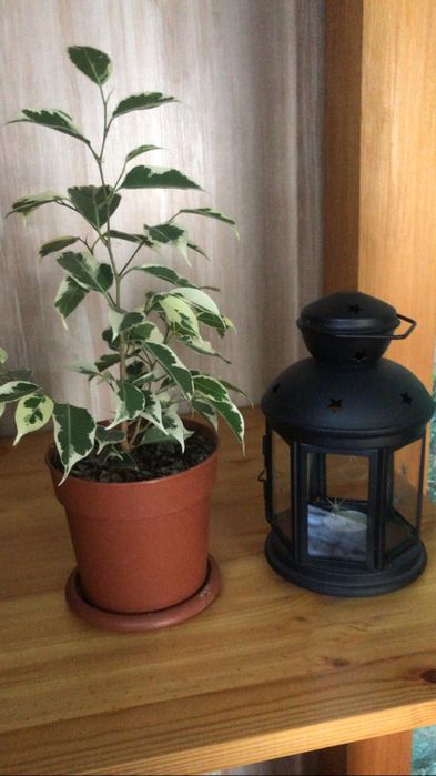 Продам комнатные цветы