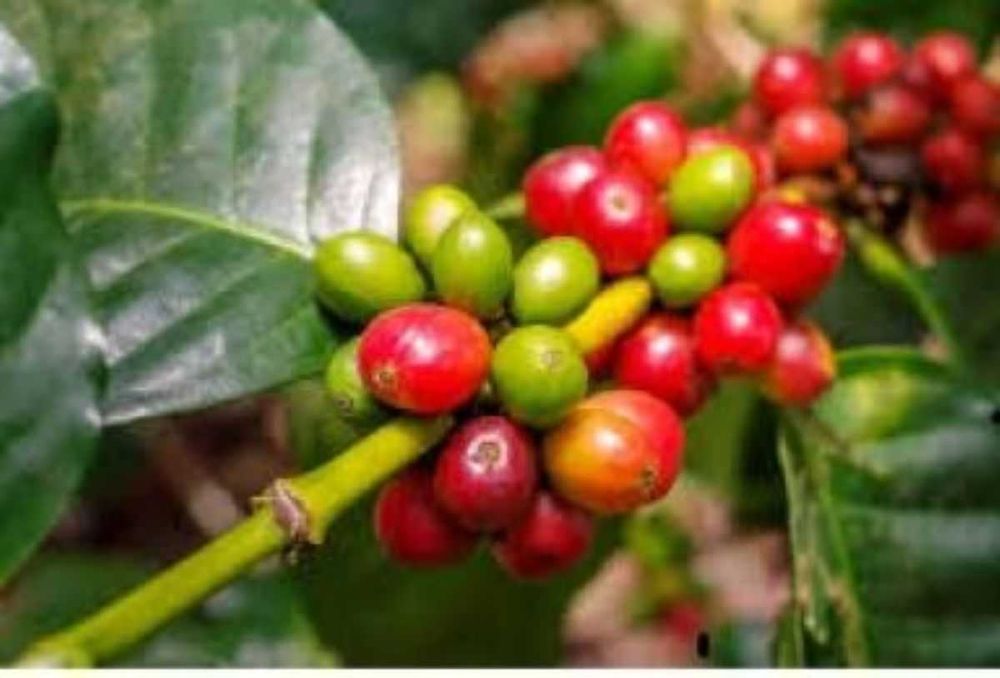 Дава се под наем Магазин в Варна, м-т Евксиноград - 100 кв.м за 500 € - Снимка #13