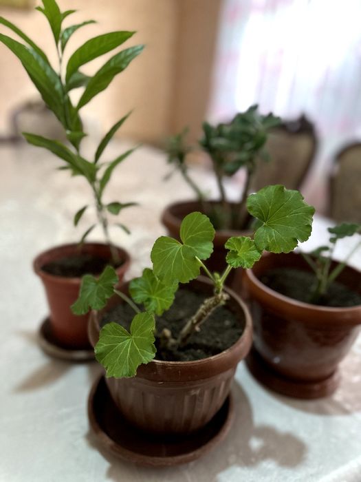 Гуллар Цветы дома