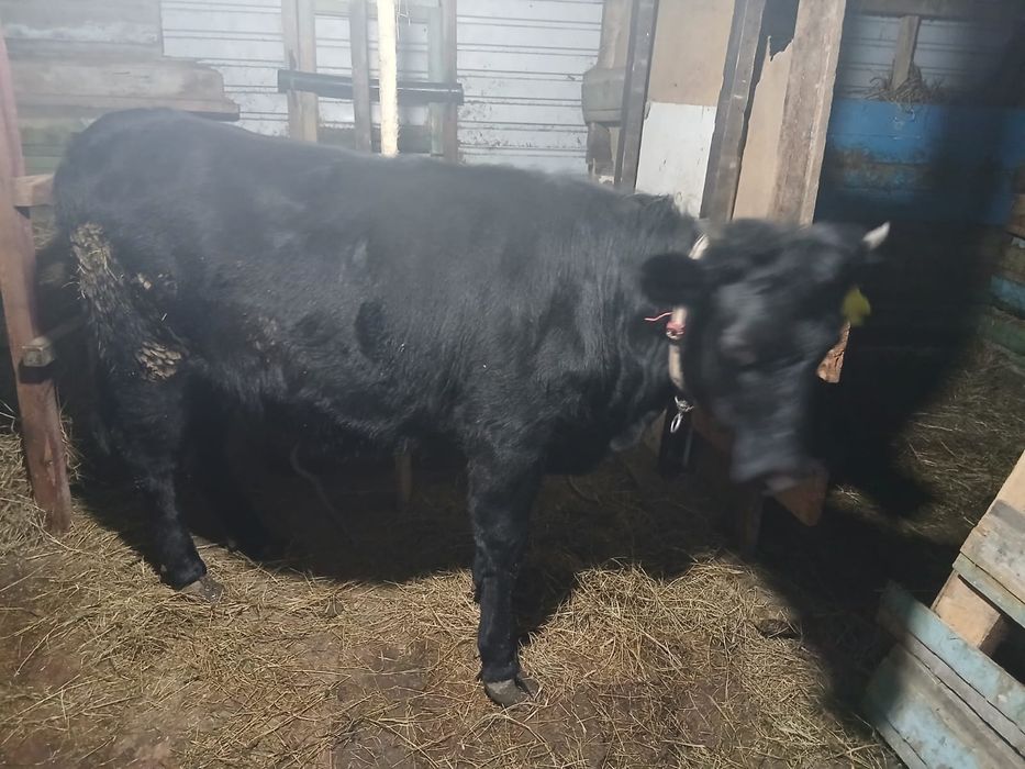 Продам тёлку Ангуст