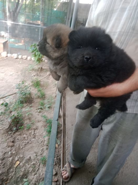 Продаются щенки чау-чау