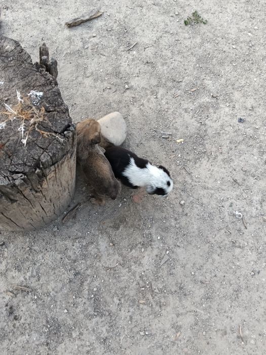 Adopți de cățeluși