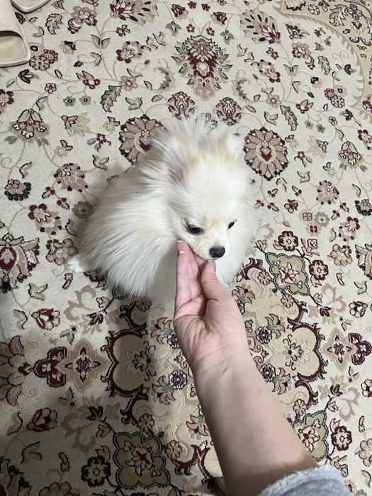 Мини шпиц девочка