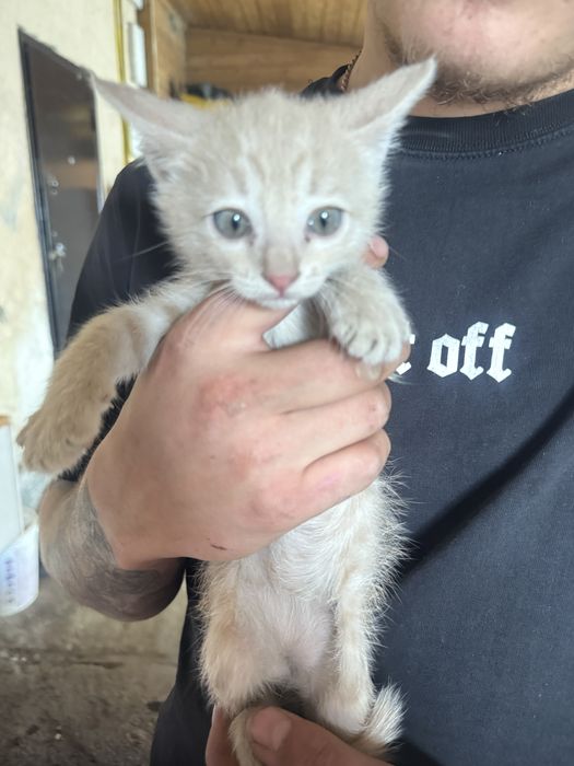 Котята бесплатно ласковые игривые