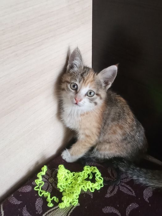 Отдам котят в хорошие руки