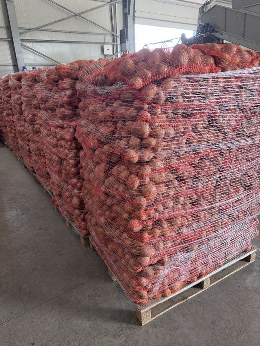 Cartofi consum si samanta carrera,riviera E, bellarosa, ect