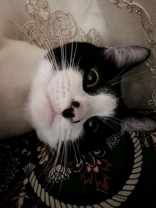 Ищем кота для вязки