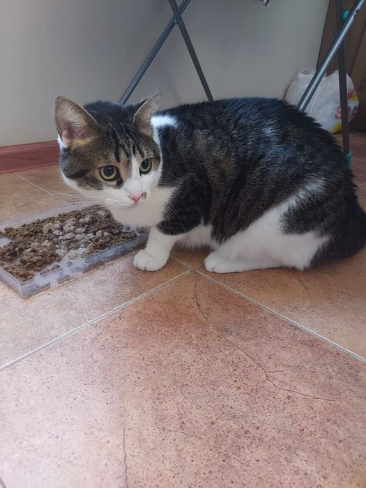 Котик отдам даром