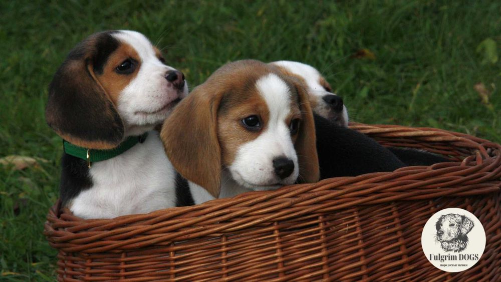 Редчайшие Бигль европейских кровей от питомника Fulgrim. Есть доставка