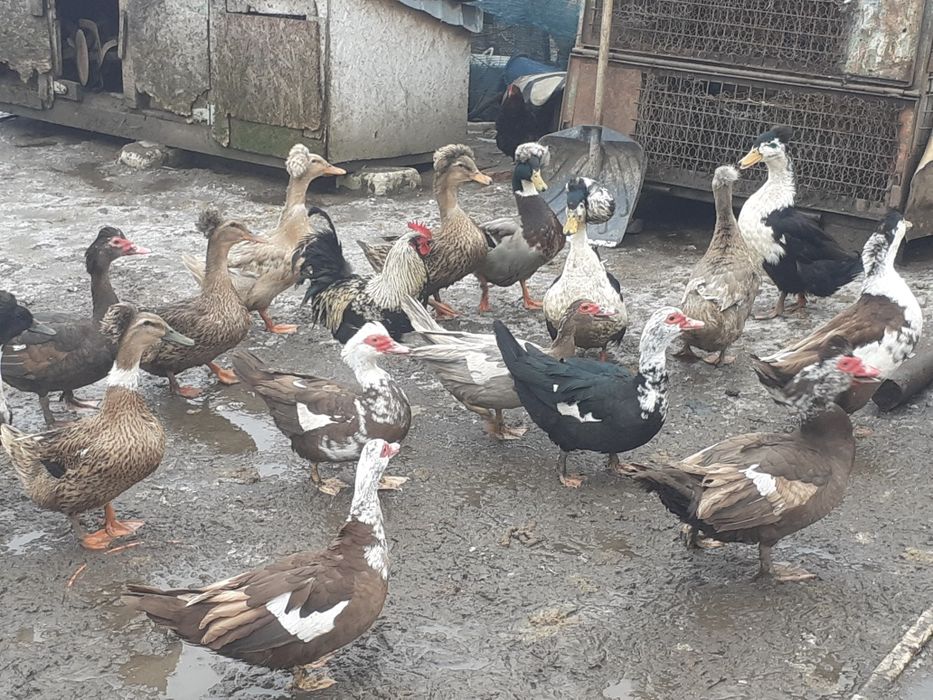 Gaini pitice si rațe de vanzare