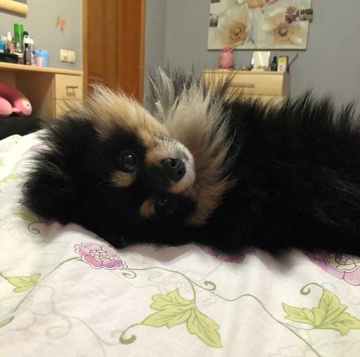 Вязка Немецкий Цверг Шпиц мальчик.