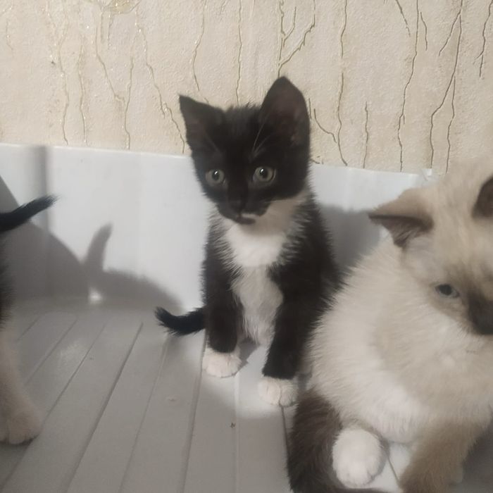 отдам котят 1,5 месяца