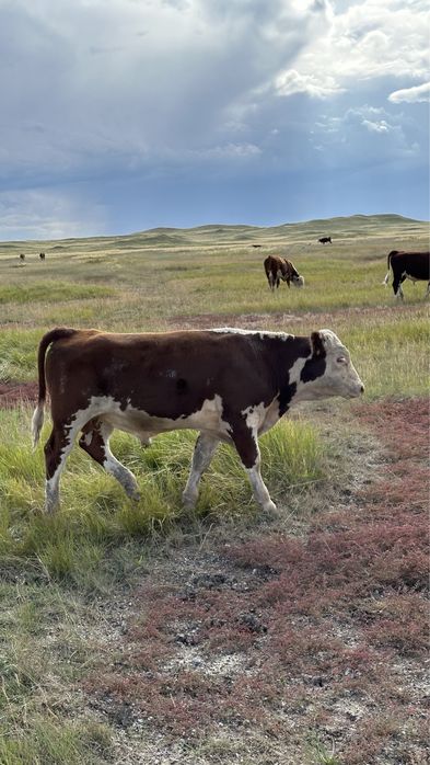 Подсос бұқалар акбас