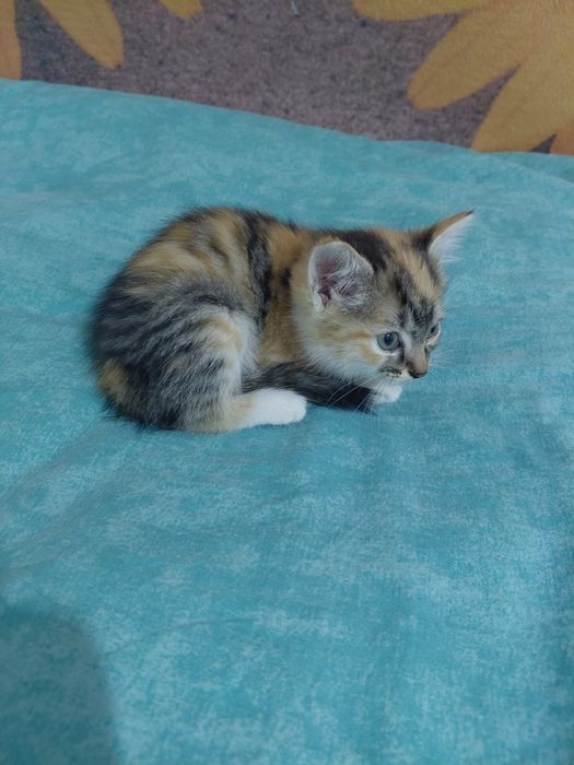 Отдам котят даром в добрые руки.