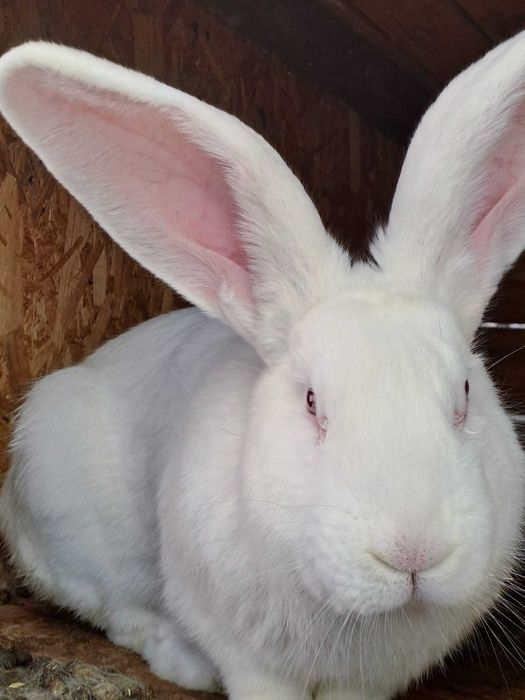 Iepuri uriaș german  Gri și Albi