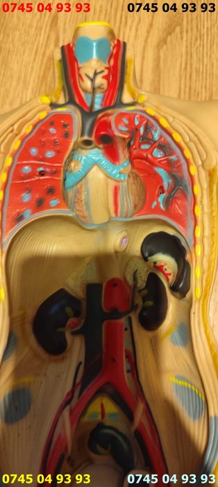 manechin corp uman anatomic 44cm ptr anatomie