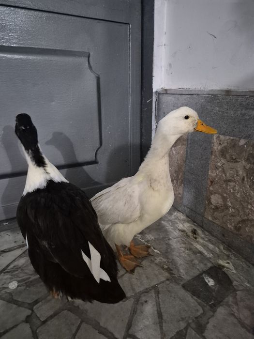 Продаются домашные утки