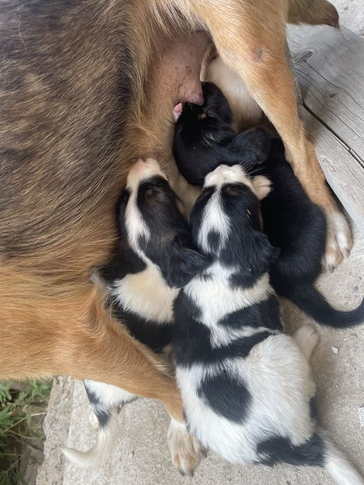 Продам щенят в хорошие руки