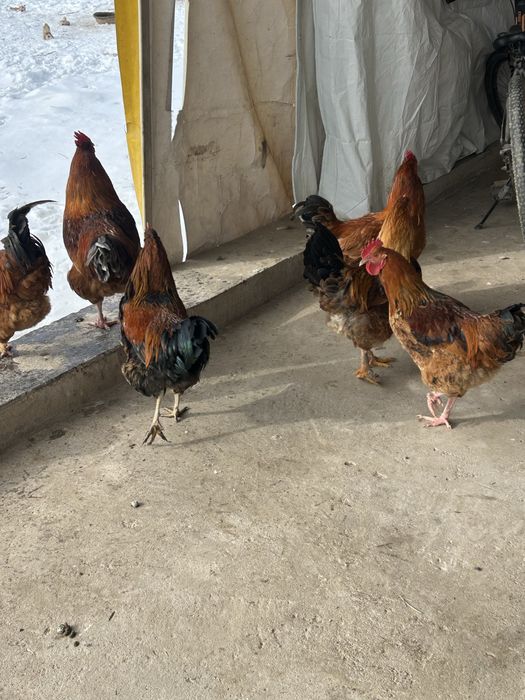 Продам петуховввввв