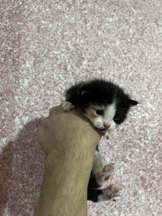 Отдам даром котят в хорошие руки