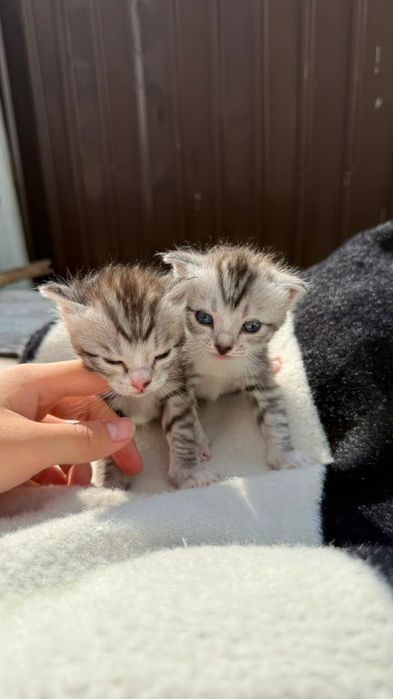 Котятя,полубританцы