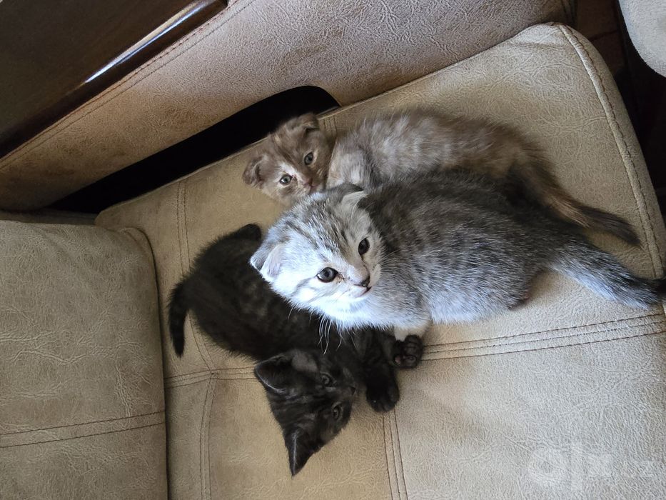 Котята фолд и страйт