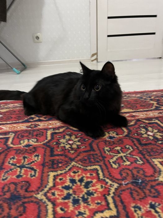 Kotenok,котенок игровый