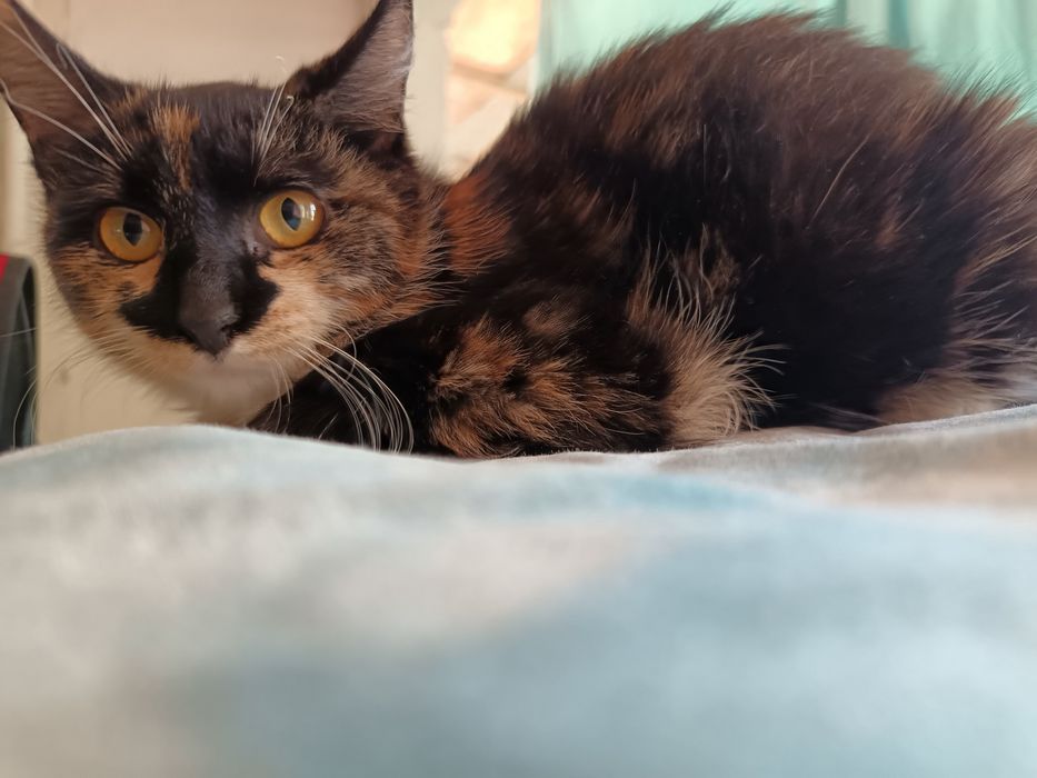 Отдам кошечку 4 месяца