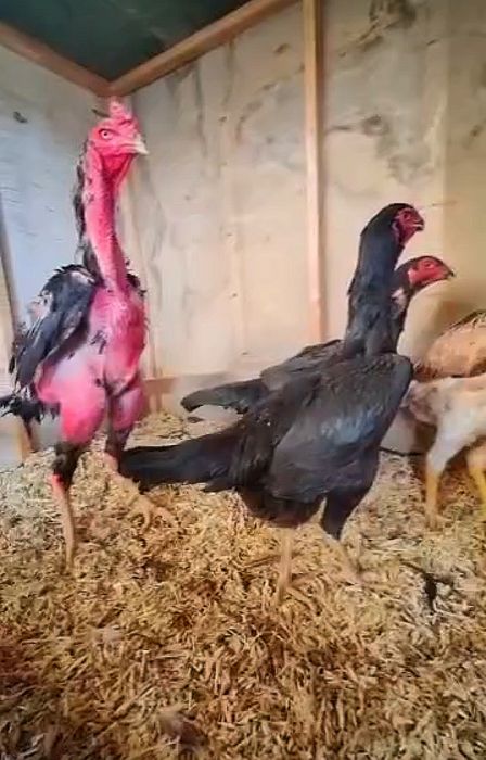 Дакан шамо 3 ойликдан 7 ойликкача макиен жужалари сотилади.