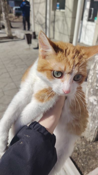 Отдам котёнка срочно