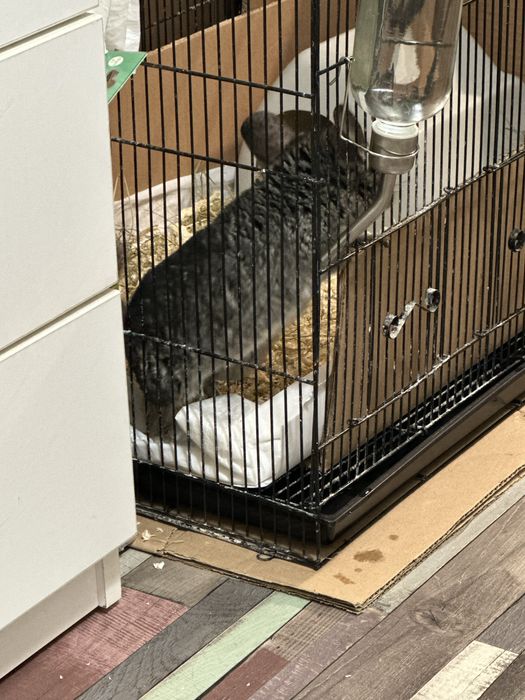 Vand pui chincilla, 7 luni