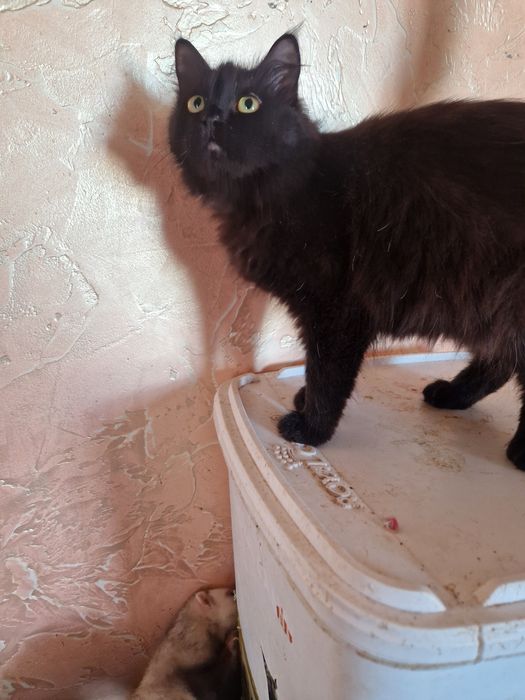 Красавица Багира