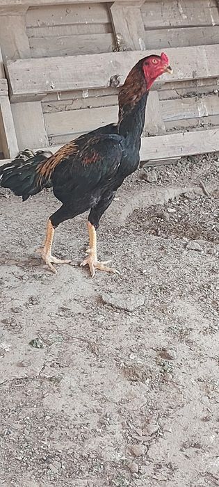 Бойцовый кораздар сатылады