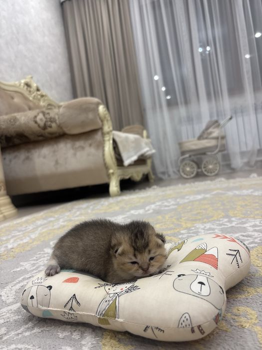 Продажа шотландских шиншилл